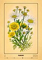 Herbarium 2026, nástěnný kalendář, prodloužená záda