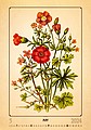 Herbarium 2026, nástěnný kalendář, prodloužená záda