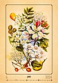 Herbarium 2026, nástěnný kalendář, prodloužená záda