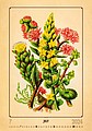 Herbarium 2026, nástěnný kalendář, prodloužená záda