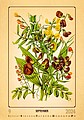 Herbarium 2026, nástěnný kalendář, prodloužená záda