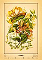 Herbarium 2026, nástěnný kalendář, prodloužená záda