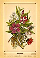 Herbarium 2026, nástěnný kalendář, prodloužená záda