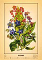 Herbarium 2026, nástěnný kalendář, prodloužená záda