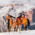 Nástěnný kalendář Horses 2026 včetně laše