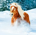 Nástěnný kalendář Horses 2026 včetně laše