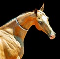 Nástěnný kalendář Horses 2026 včetně laše
