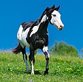 Nástěnný kalendář Horses 2026 včetně laše