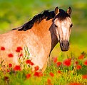 Nástěnný kalendář Horses 2026 včetně laše