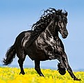 Nástěnný kalendář Horses 2026 včetně laše