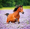 Nástěnný kalendář Horses 2026 včetně laše