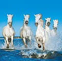 Nástěnný kalendář Horses 2026 včetně laše