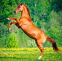 Nástěnný kalendář Horses 2026 včetně laše