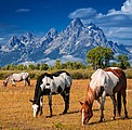 Nástěnný kalendář Horses 2026 včetně laše
