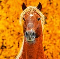 Nástěnný kalendář Horses 2026 včetně laše