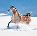 Nástěnný kalendář Horses 2026 včetně laše