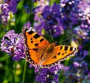 Provence 2026, nástěnný kalendář, prodloužená záda