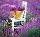 Provence 2026, nástěnný kalendář, prodloužená záda