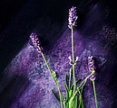 Provence 2026, nástěnný kalendář, prodloužená záda