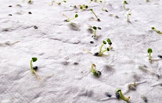 List recyklovaného papíru A6 se semínky květin