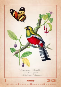 Nástěnný kalendář Aviarium 2026