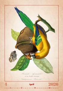 Nástěnný kalendář Aviarium 2026