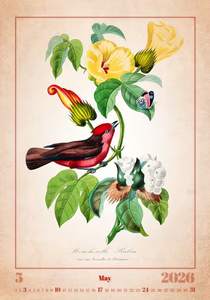 Nástěnný kalendář Aviarium 2026