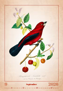 Nástěnný kalendář Aviarium 2026