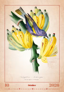 Nástěnný kalendář Aviarium 2026