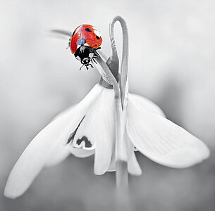 Nástěnný kalendář Black Red 2025 včetně laše