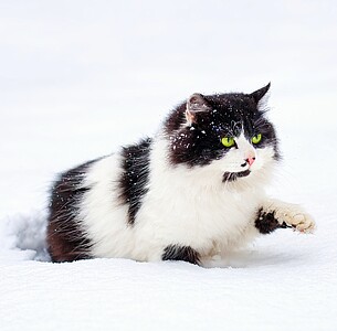 Nástěnný kalendář Cats 2026 včetně laše