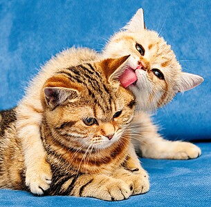 Nástěnný kalendář Cats 2026 včetně laše