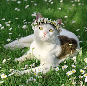 Nástěnný kalendář Cats 2026 včetně laše