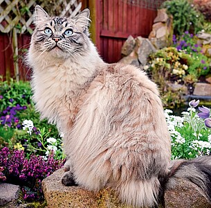 Nástěnný kalendář Cats 2026 včetně laše