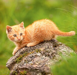 Nástěnný kalendář Cats 2026 včetně laše