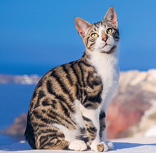 Nástěnný kalendář Cats 2026 včetně laše