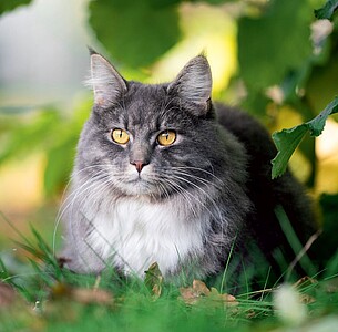 Nástěnný kalendář Cats 2026 včetně laše