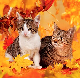 Nástěnný kalendář Cats 2026 včetně laše