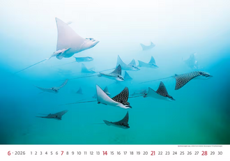 Nástěnný kalendář Deep Blue 2026