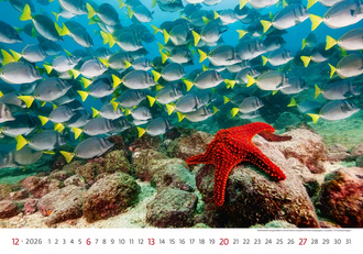 Nástěnný kalendář Deep Blue 2026