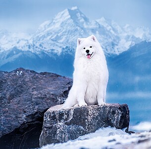 Nástěnný kalendář Dogs 2026 včetně laše