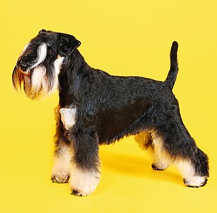 Nástěnný kalendář Dogs 2026 včetně laše