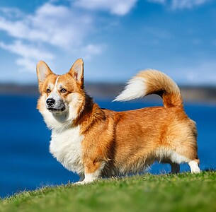 Nástěnný kalendář Dogs 2026 včetně laše