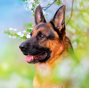 Nástěnný kalendář Dogs 2026 včetně laše