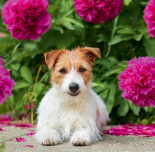 Nástěnný kalendář Dogs 2026 včetně laše