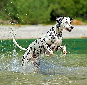 Nástěnný kalendář Dogs 2026 včetně laše