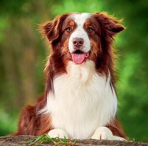 Nástěnný kalendář Dogs 2026 včetně laše