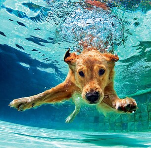 Nástěnný kalendář Dogs 2026 včetně laše