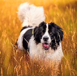 Nástěnný kalendář Dogs 2026 včetně laše