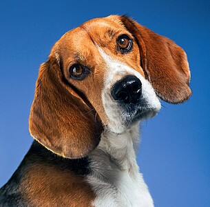 Nástěnný kalendář Dogs 2026 včetně laše